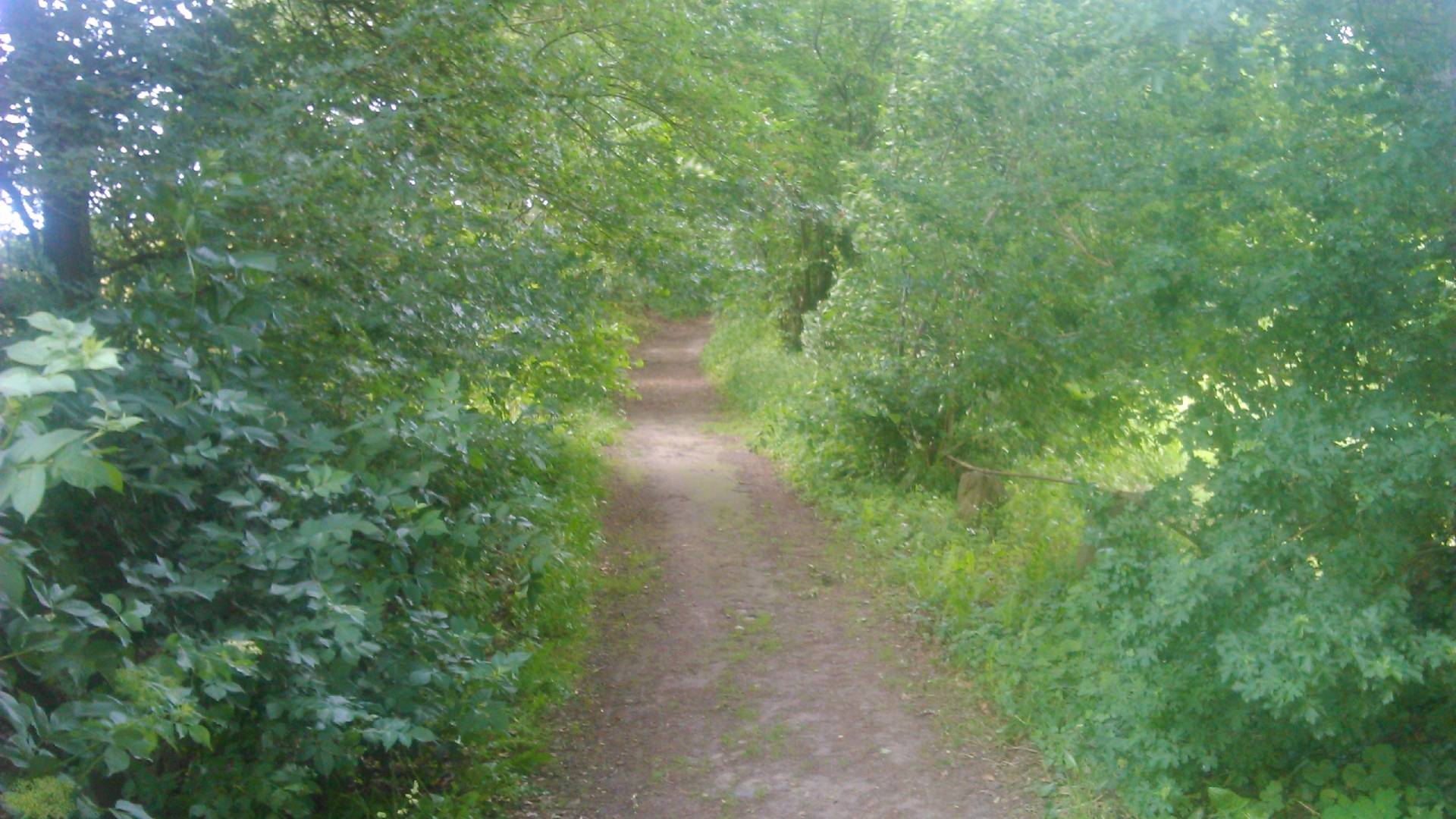 Ein Bild der Bauernhecke aus meinem Dorf