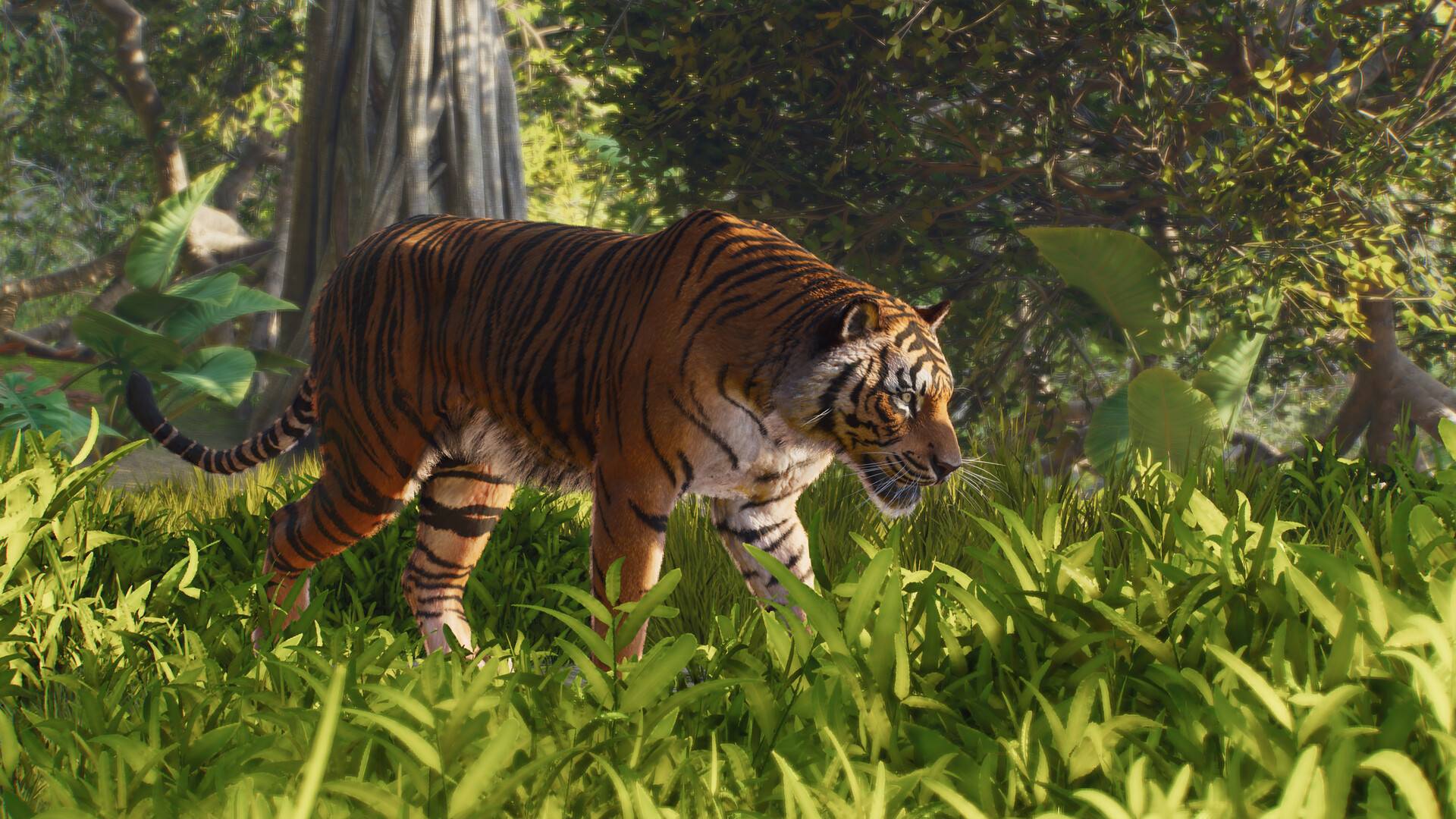 Tiger in einem grünen Lebensraum in Planet Zoo 2